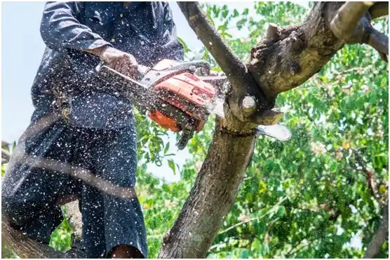 tree services Galveston